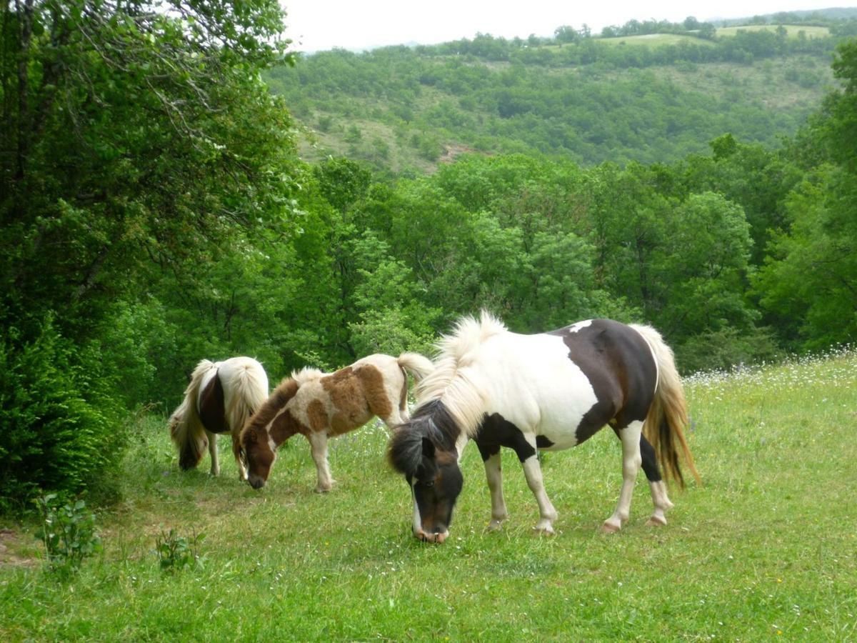 Domaine De Sautou Otel Castanet  Dış mekan fotoğraf